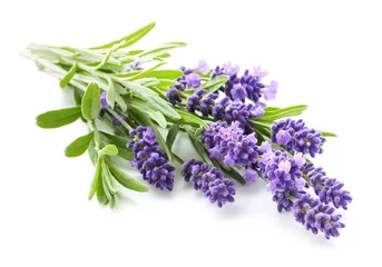Poster De bundel van lavendelbloemen die op een wit wordt geïsoleerd © Soho A studio