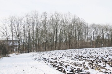 winter landscape with snow and trees