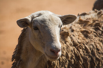 Katahdin ewe sheep portrait