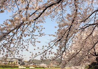 桜