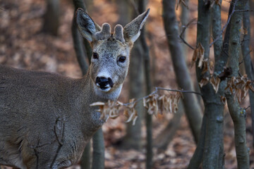 Roebuck hiding in the forest