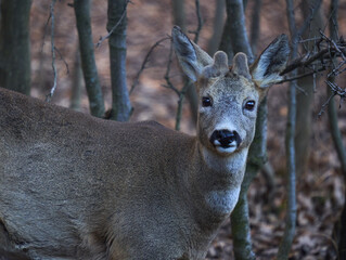 Roebuck hiding in the forest
