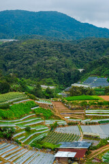 Fototapeta na wymiar Image of agriculture industry at Brinchang, Pahang, Malaysia.