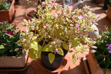 dried flowers in the a pot