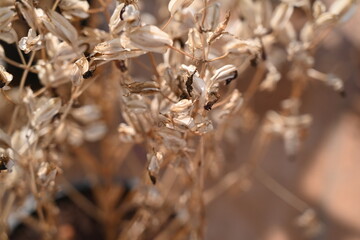 close up of dried leaves