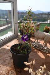 flowers in a window