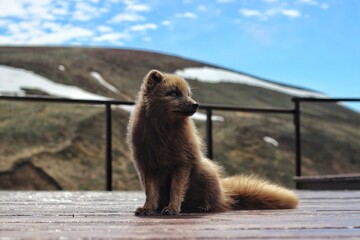 arctic fox