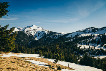 Snow-capped peak and meadow in the mountains coniferous forest, spring