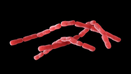 Bacillus anthracis, rod-shaped bacteria chain. Bacillus anthracis is a rod-shaped bacterium that can cause anthrax. 3D illustration on black background.