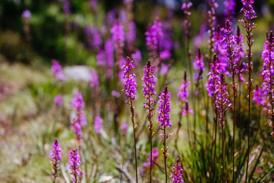 Mount Buller Flora in Summer in Australia © FiledIMAGE