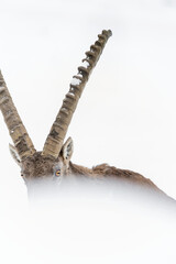 The king of the Alps on white background (Capra ibex)