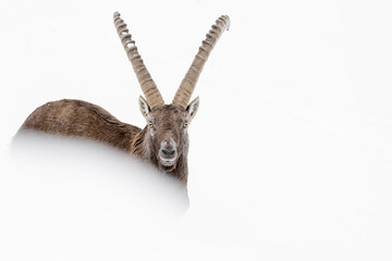 Winter in the Alps, fine art portrait of Ibex male (Capra ibex)