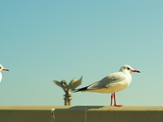 散歩中に見つけた可愛らしい鳥達