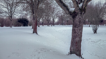 Winter landscape in the park with a bald tree in the foreground