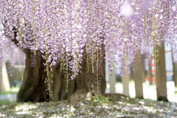 満開に咲くピンク色の藤の花