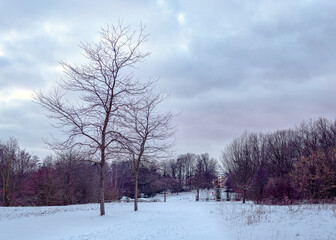 Snowy path in the park with bald trees and cloudy sky