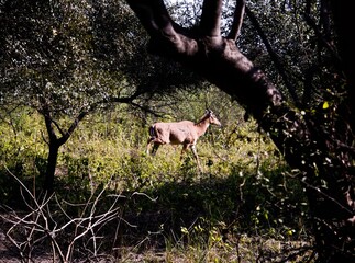 Female Antelope in the jungle