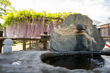 藤の花と神社の手水舎、手洗い場