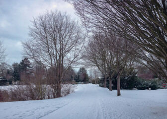 Snowy alley in the park with bald trees and cloudy sky