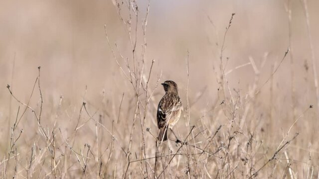 Female of Common stonechat (Saxicola rubicola) in Donana National Park