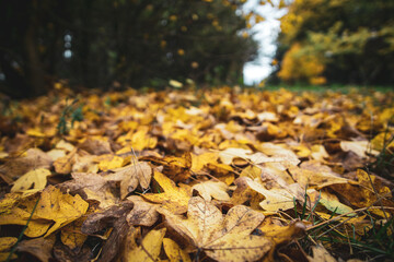 Autumn leaves in the forrest