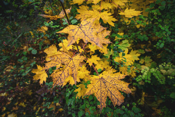 Autumn leaves in the forrest