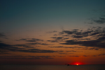 Sunset over calm sea waters with seagull silhouette on cloudy sky background