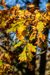 Fototapeta na wymiar Vertical photo of Golden autumn leaves on a tree at sunny fall day. Bright yellow, green, brown, orange oak leaves on a branch. Vivid yellow oak leaves in scenic fall day. 