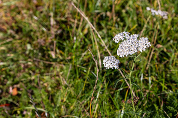 White common yarrow (Achillea millefolium) in meadow. Sunny green grassland with soldier’s woundwort plant at right. White common medical herb blooming in grass.