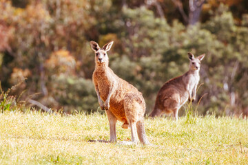 Wild Kangaroos in Australia