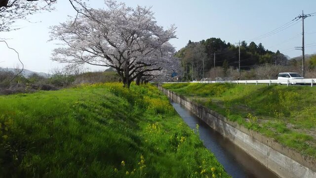 桜　ドローン撮影