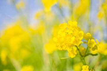 ふんわり優しい色の菜の花