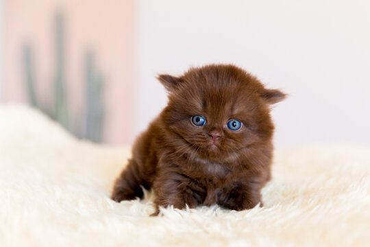 Lustige Katze in Farbe chocolate . Britisch - Kurzhaar, BKH-BSH K&auml;tzchen.