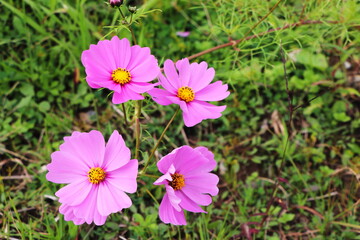 四輪のコスモスの花