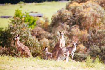 Wild Kangaroos in Australia
