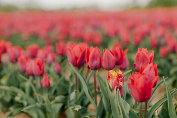 Beautiful Red Tulips Blooming on Field Agriculture. Tulip Infected with Flower Virus