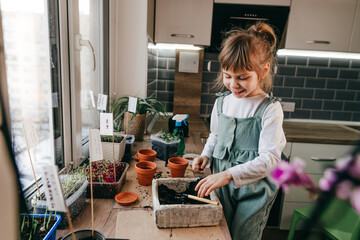 Little girl planting beet seeds in a flowerpot