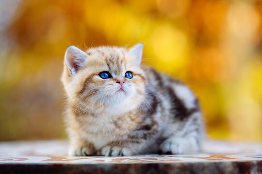 S&uuml;sses Britisch - Kurzhaar K&auml;tzchen in Farbe golden tabby. BKH-BSH Katze auf herbstlichen Hintergrund.