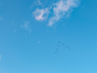 琵琶湖上空をV字隊列で飛ぶ鳥