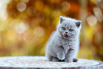 Leckende Britisch - Kurzhaar Katze in Farbe blau grau. BKH-BSH Kätzchen auf herbstlichen Hintergrund.