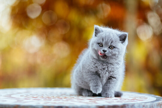 Leckende Britisch - Kurzhaar Katze in Farbe blau grau. BKH-BSH K&auml;tzchen auf herbstlichen Hintergrund.