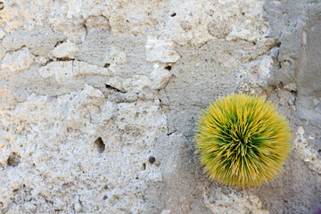 colorful fluffy balls decoration on the old stone wall
