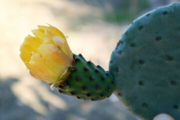 prickly pear cactus yellow flower close up
