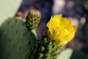 prickly pear cactus yellow flower close up