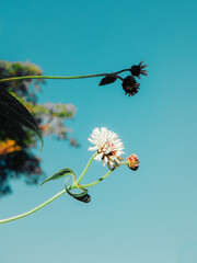 Una flor maravillosa en un día muy lindo