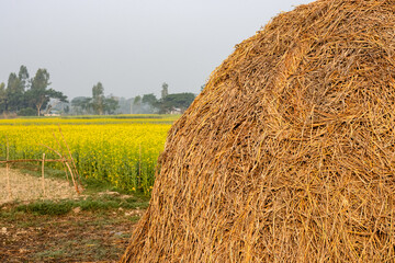 Straw heap near the mustard field in the rural village close up shot