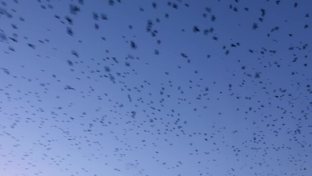 In stormy weather or before cataclysms, crow and raven birds worry and gather in huge black flocks, circle in the sky, deafening everything with a loud croak