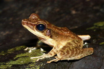 Malaysian Borneo Frog (Meristogenys poecilus) in a natural habitat