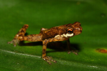 Saint Andrew's Cross Toadlet, Short-legged Dwarf Toad, Dwarf Toad (Pelophryne signata) in a natural habitat
