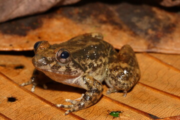 Kuhl's Wart Frog, Kuhl's Creek Frog, Kuhl's Fanged Frog, Big-headed Mountain, Kuhl's Frog...